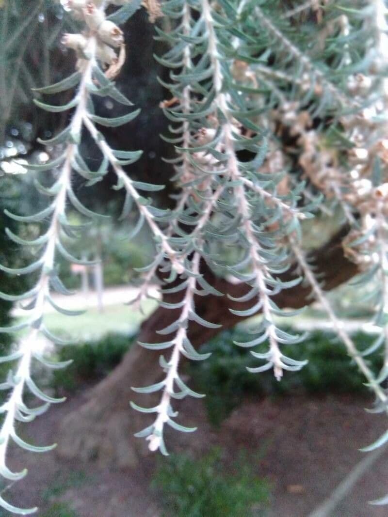 Melaleuca 10