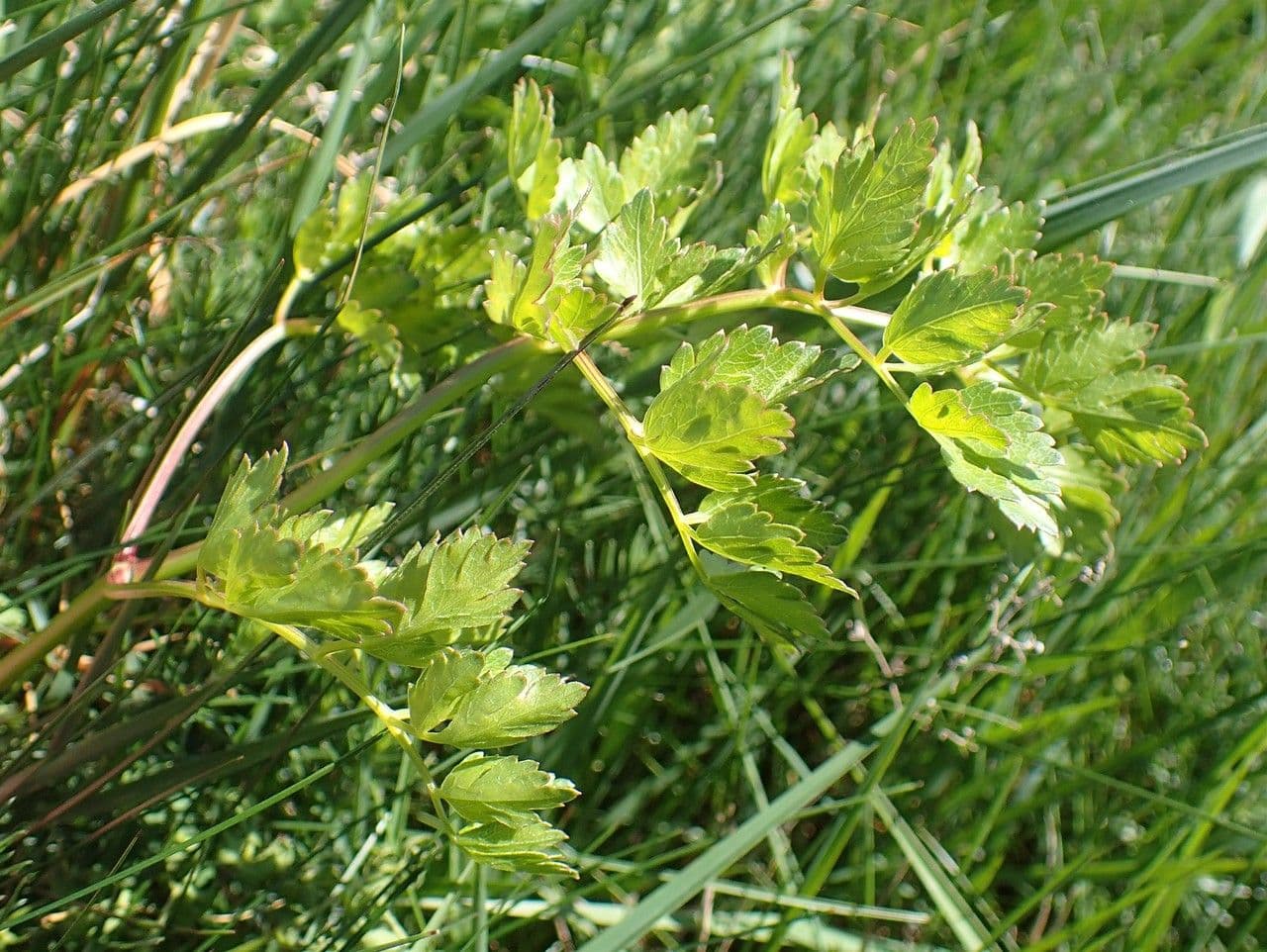 Berg-Haarstrang 9