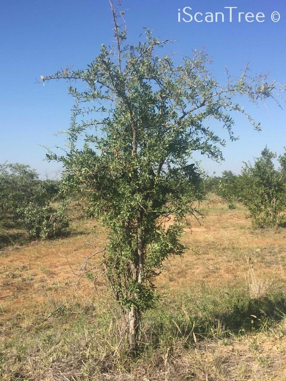 Gymnosporia 9