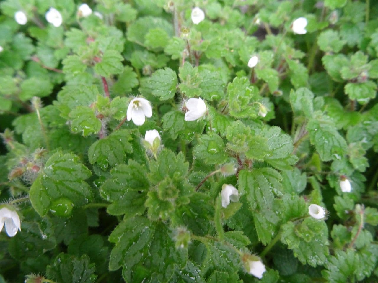Veronica cymbalaria 25
