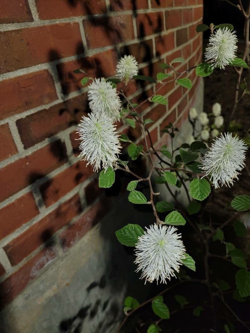 Fothergilla di Garden 9