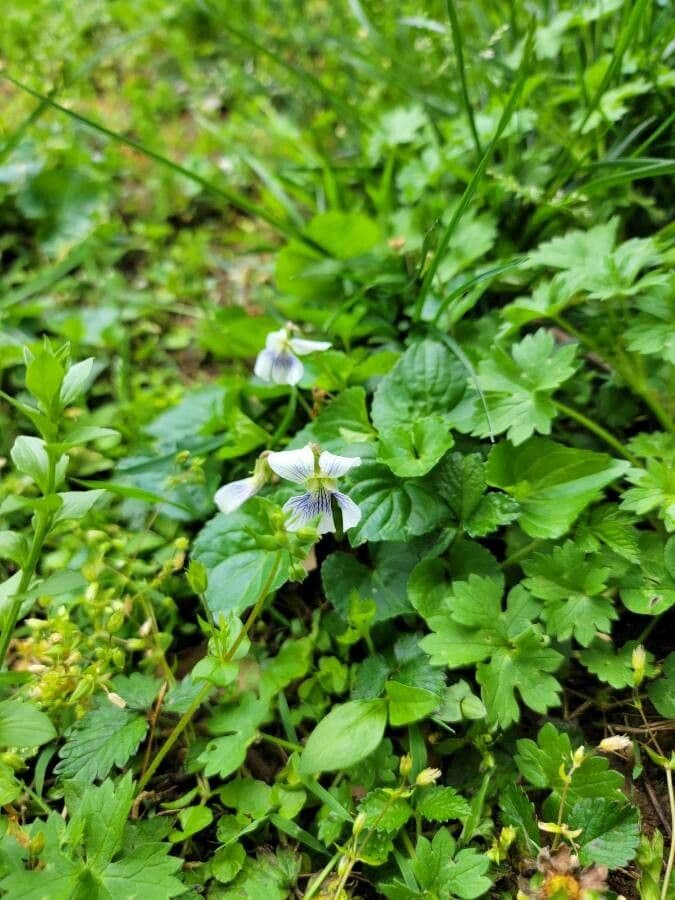 Weiße Waldveilchen 3