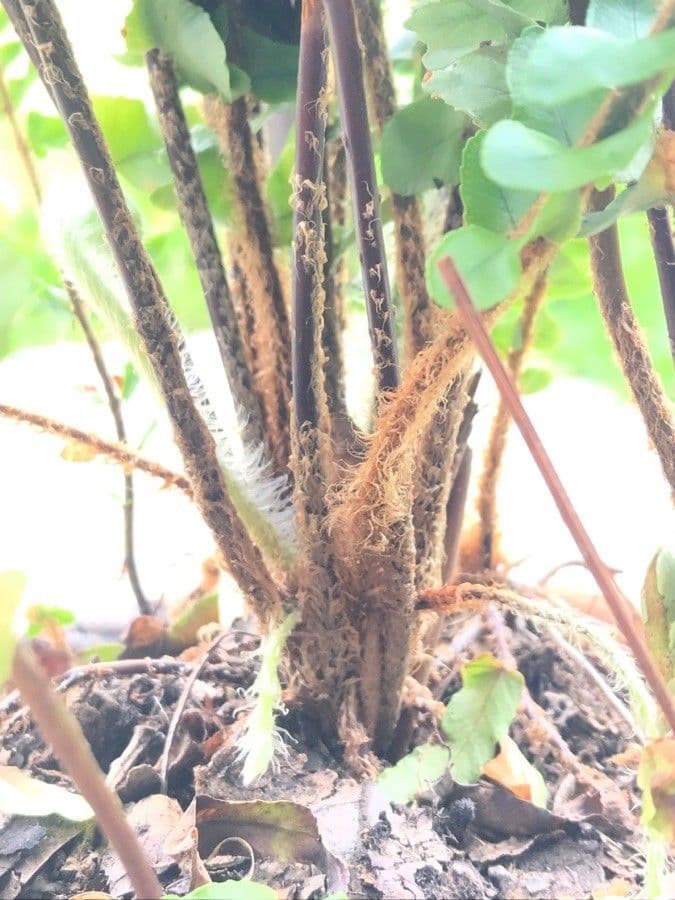 Nephrolepis cordifolia 15