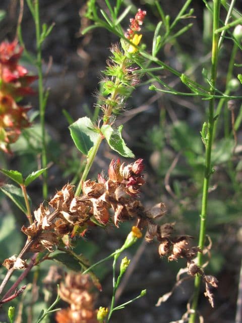 Acalypha phleoides 3