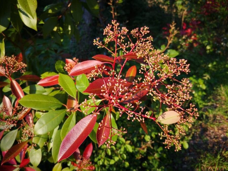 Photinia serrata 10