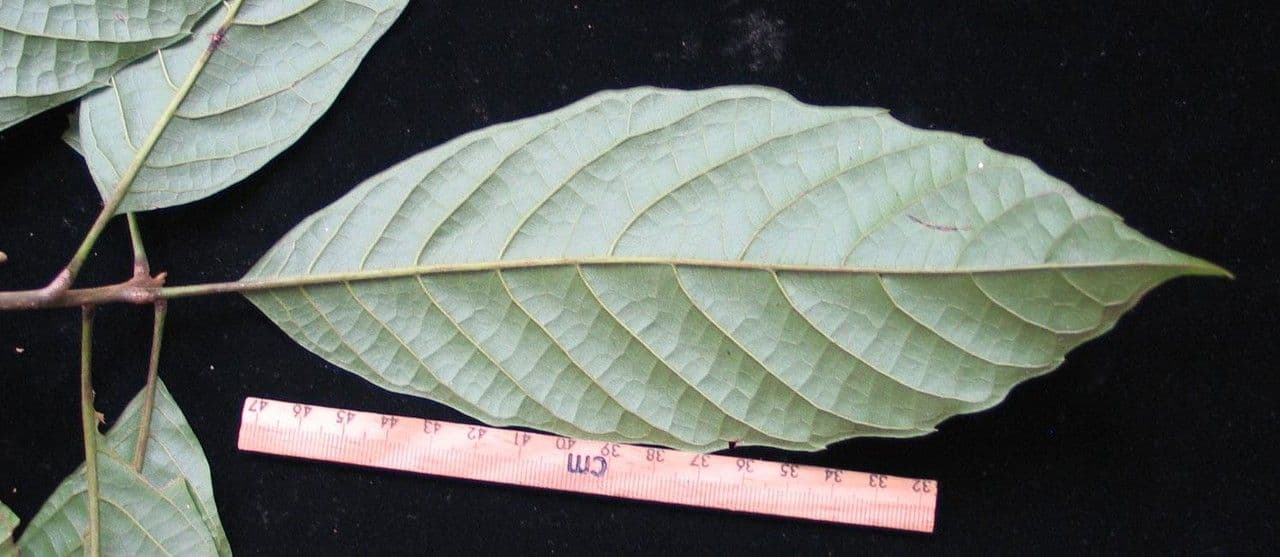 Meliosma 6