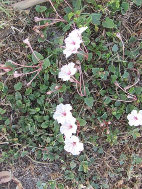 Acleisanthes tupá 2