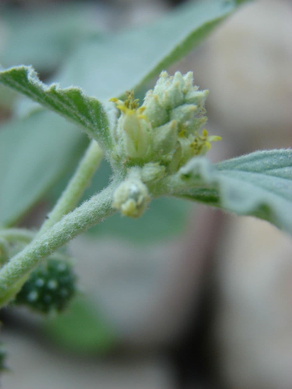 Chrozofora 8