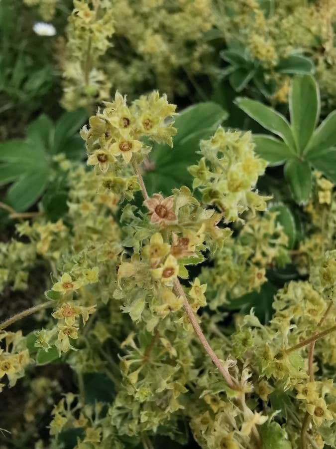 Alchemilla congiunta