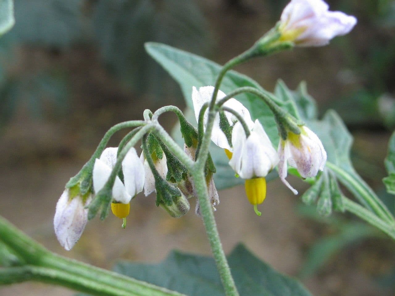 Solanum furcatum 4