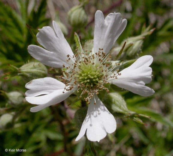 Schlitzblättrige Brombeere 6