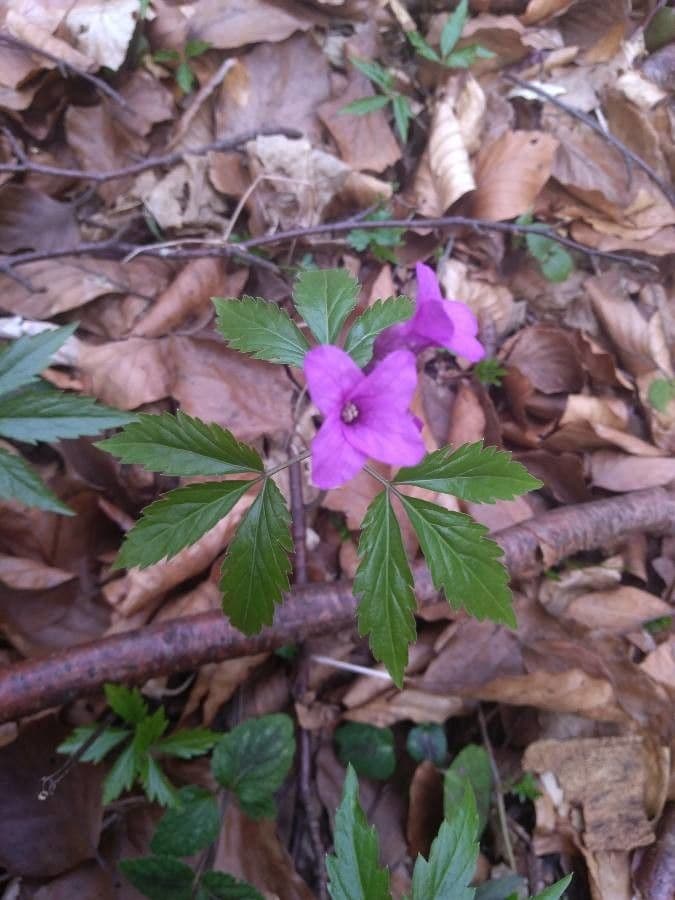 Cardamine 6