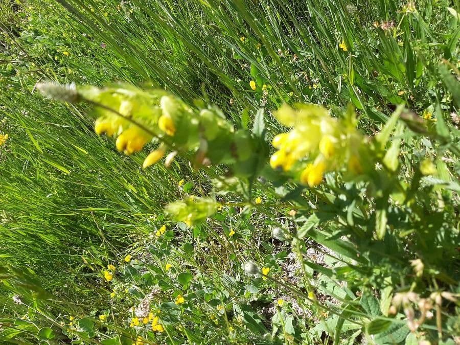 Petit rhinanthe 30