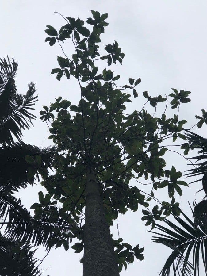 Dipterocarpus 2