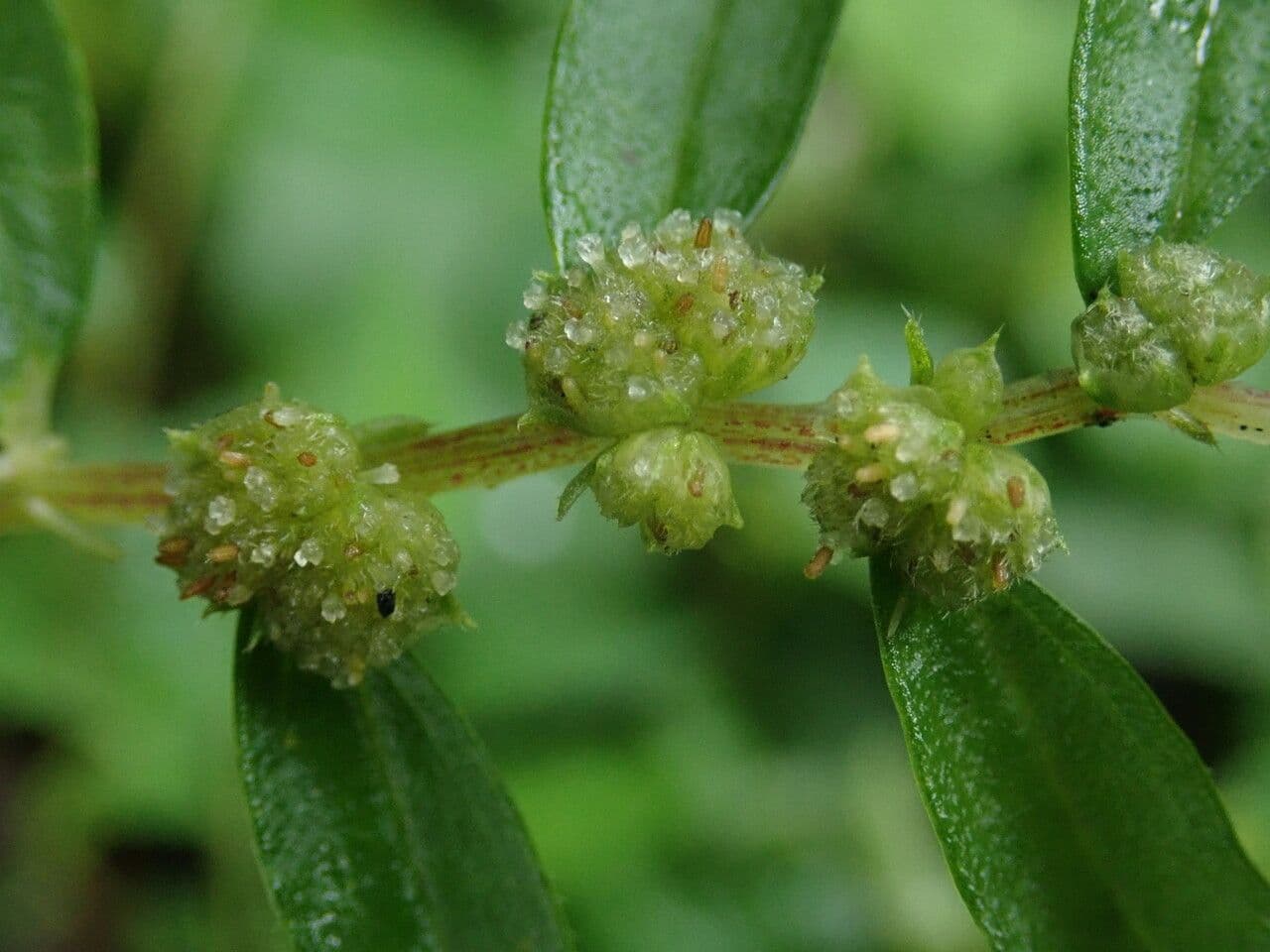 Elatostema 5