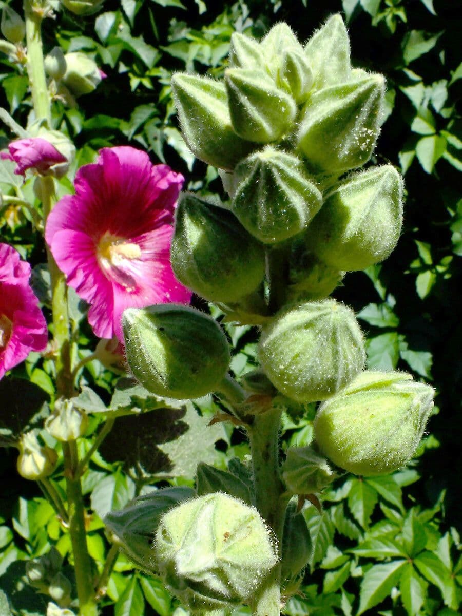 Malva 6