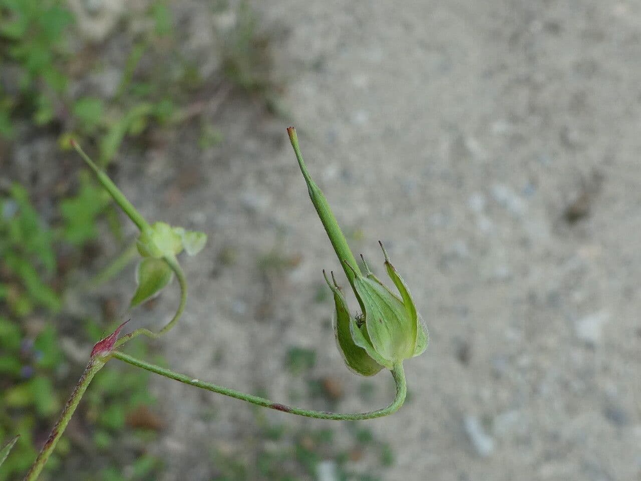 Géranium colombin 3