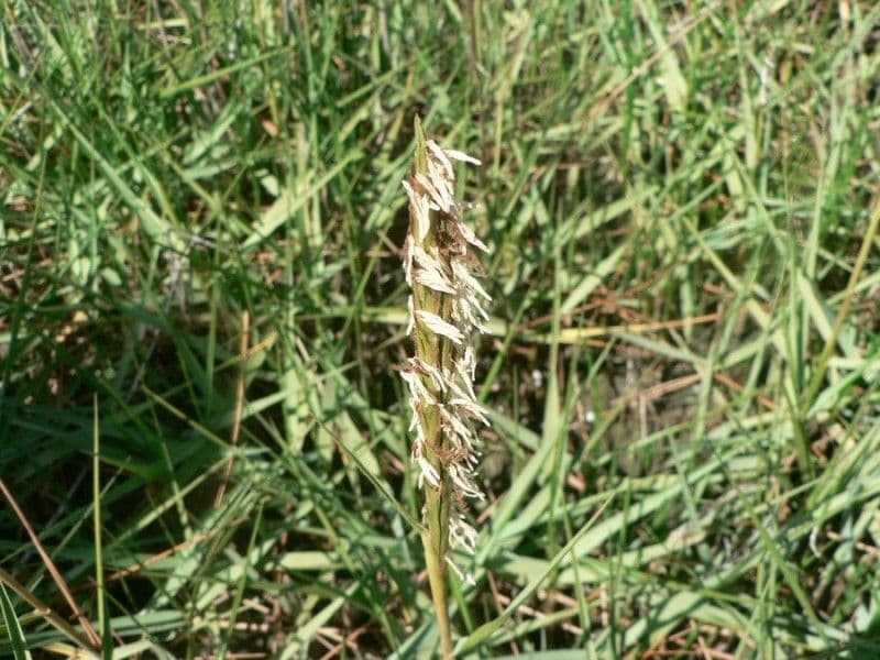 Kap-Cordgras 8