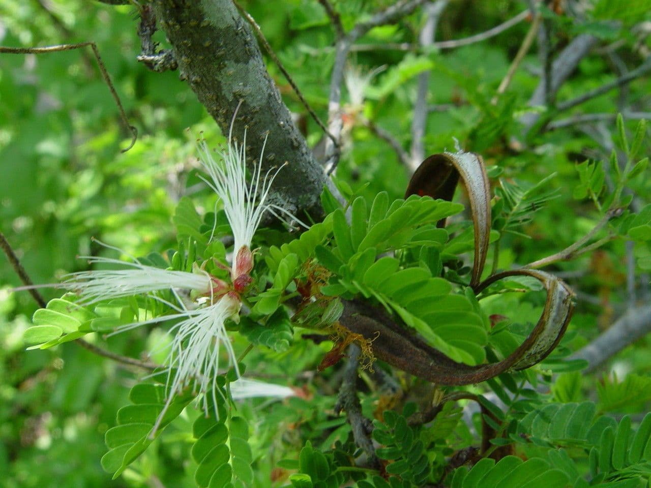 Fairy-duster