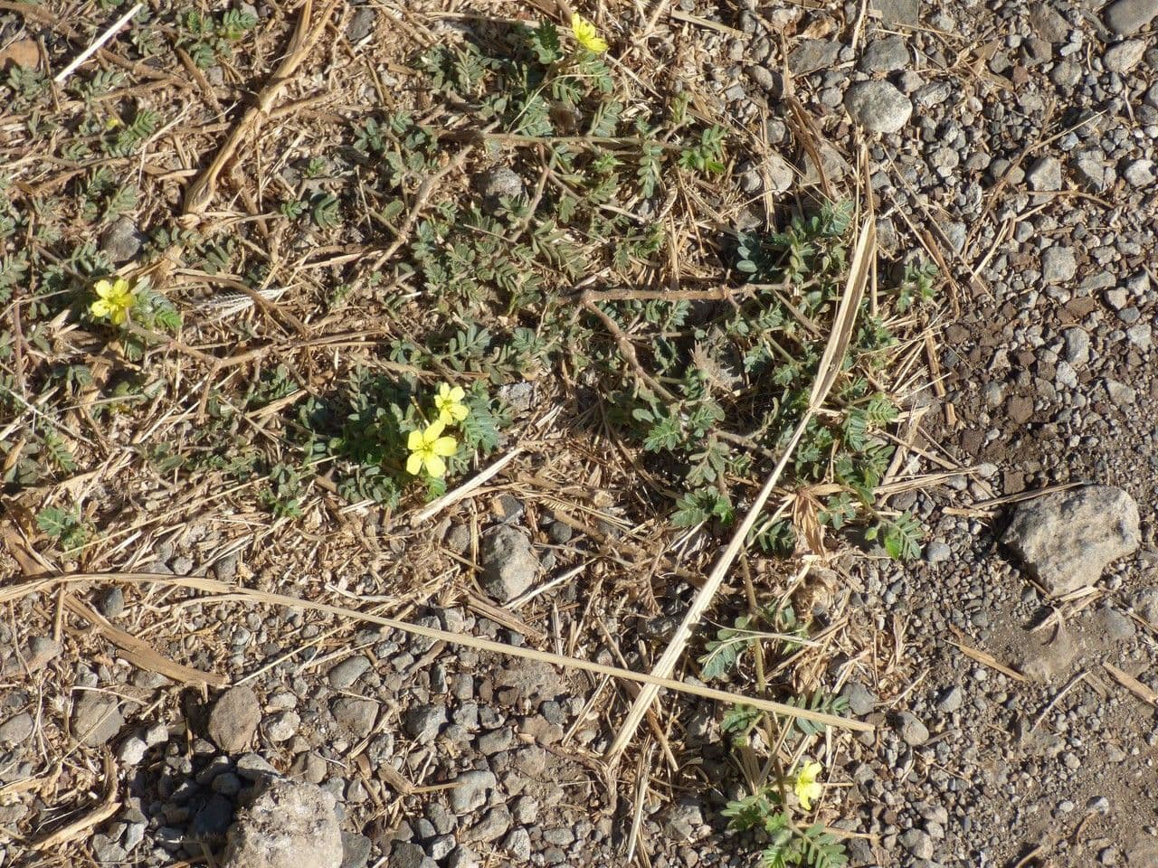 Tribolo cistoide 12