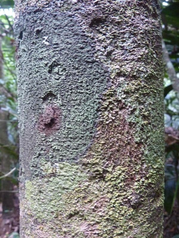 Trichilia 6