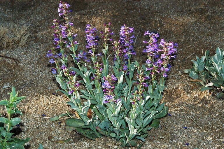 Penstemon 3