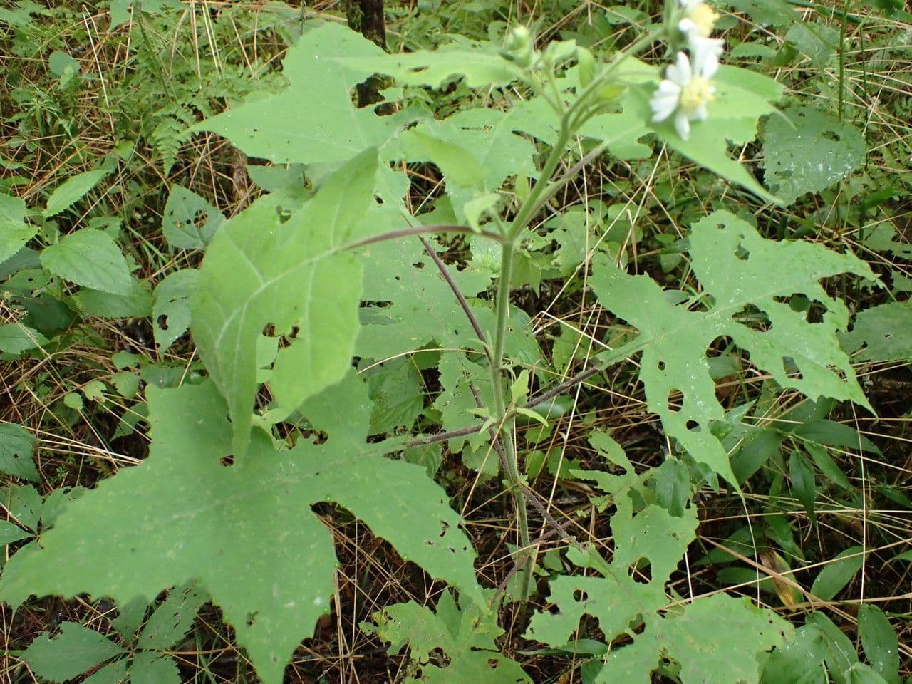 Polymnia 9