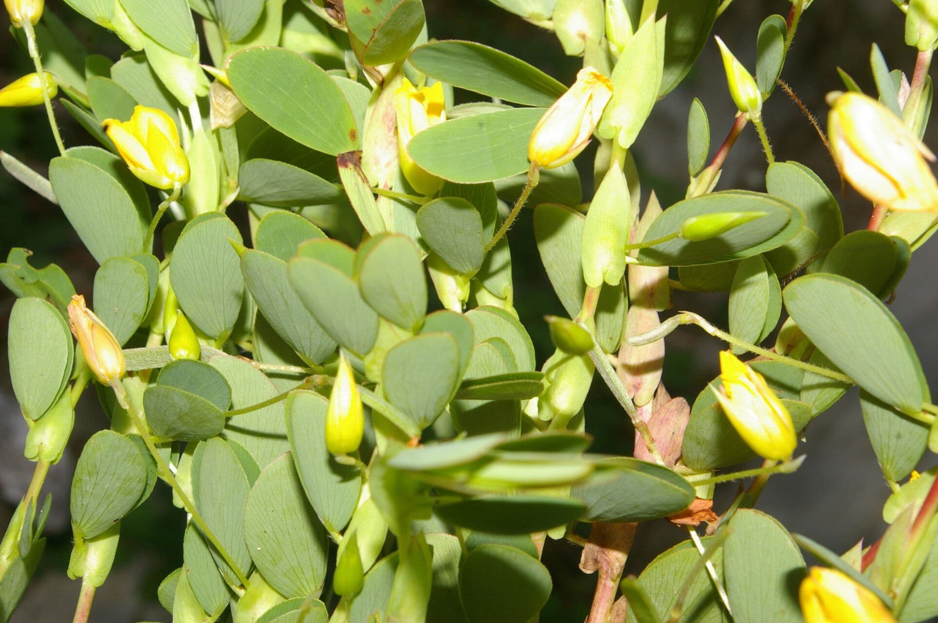 Cassia diphylla 2