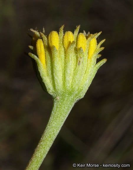 Chaenactis glabriuscula 2