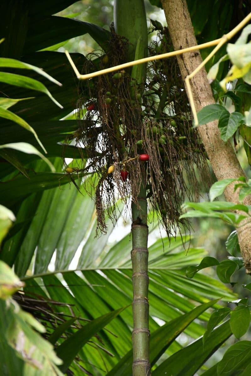 Areca