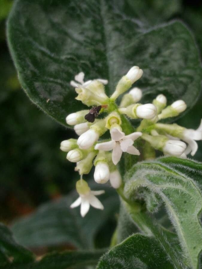Psychotria punctata 10