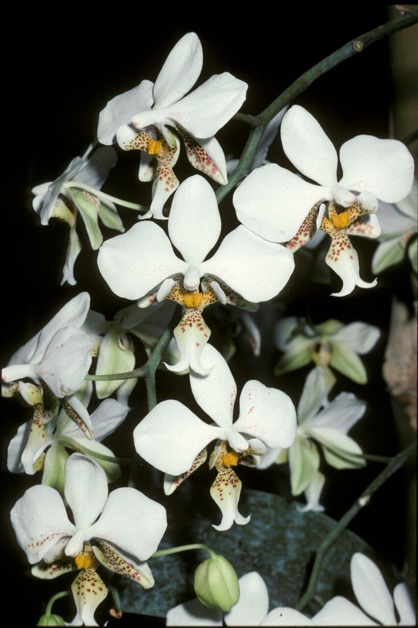Phalaenopsis 2