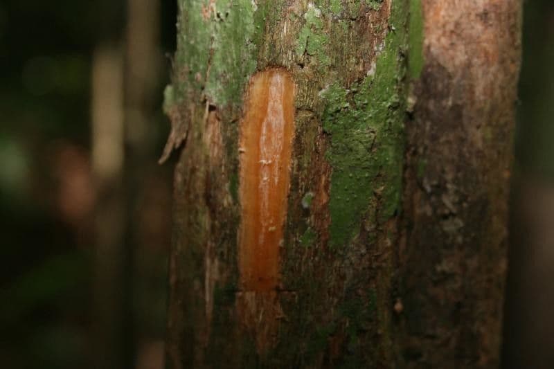 Chimarrhis 15
