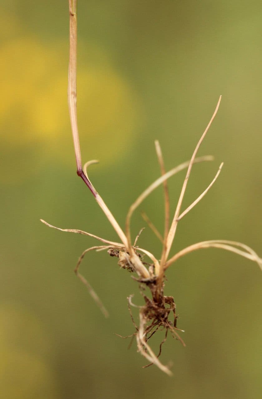 Vulpia ciliata 12