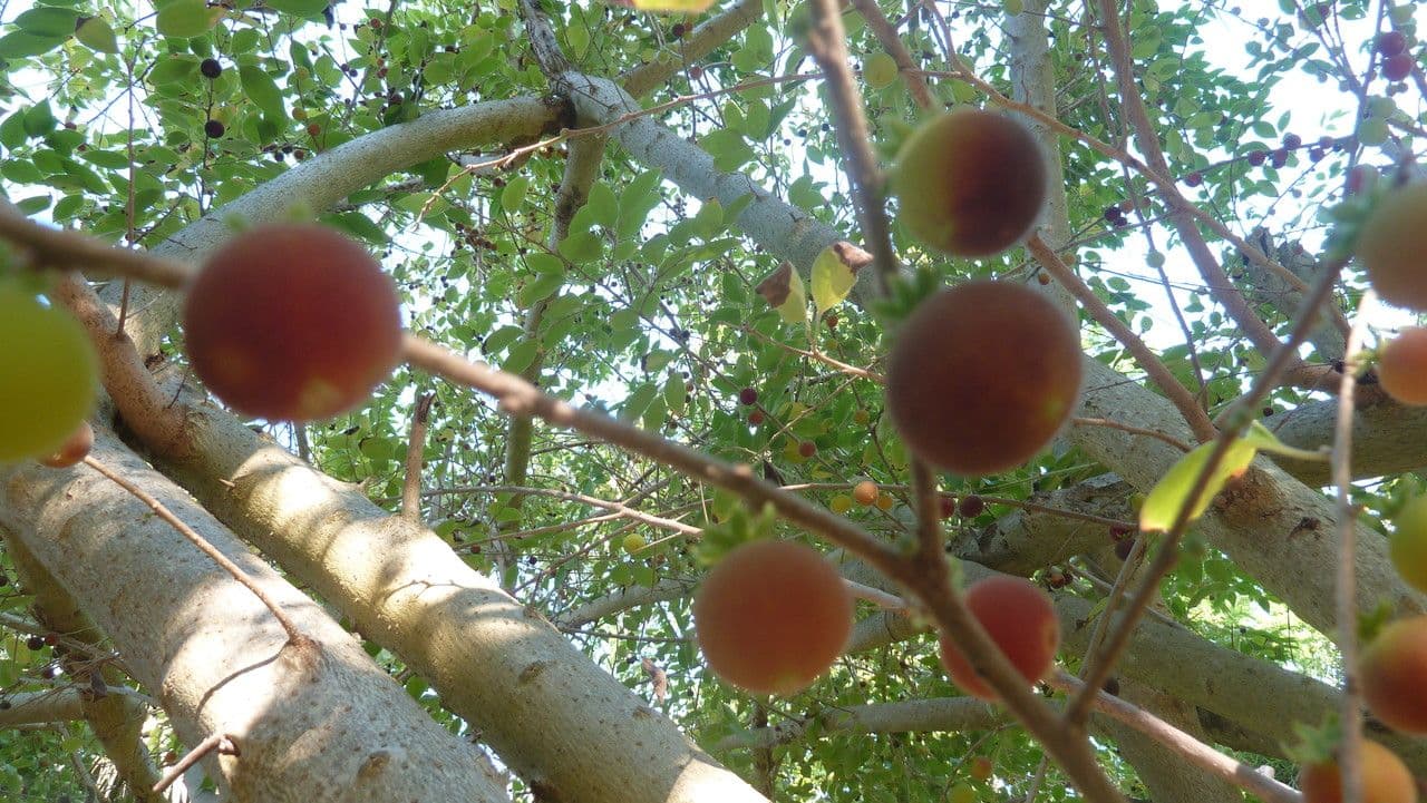 Dovyalis del Ceylon 3