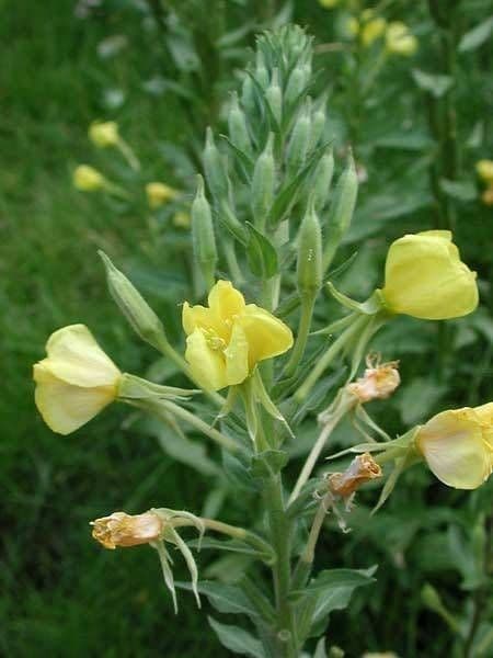 Hairy evening primrose 12