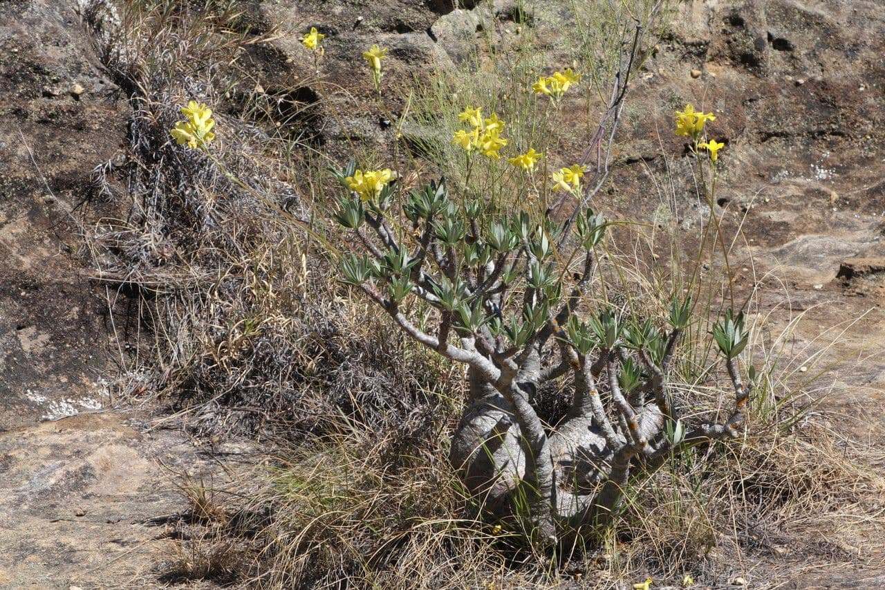 Pachypodium 4