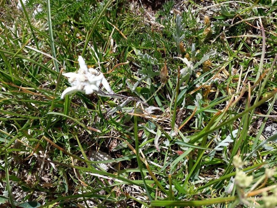 Plesnivec alpský 11