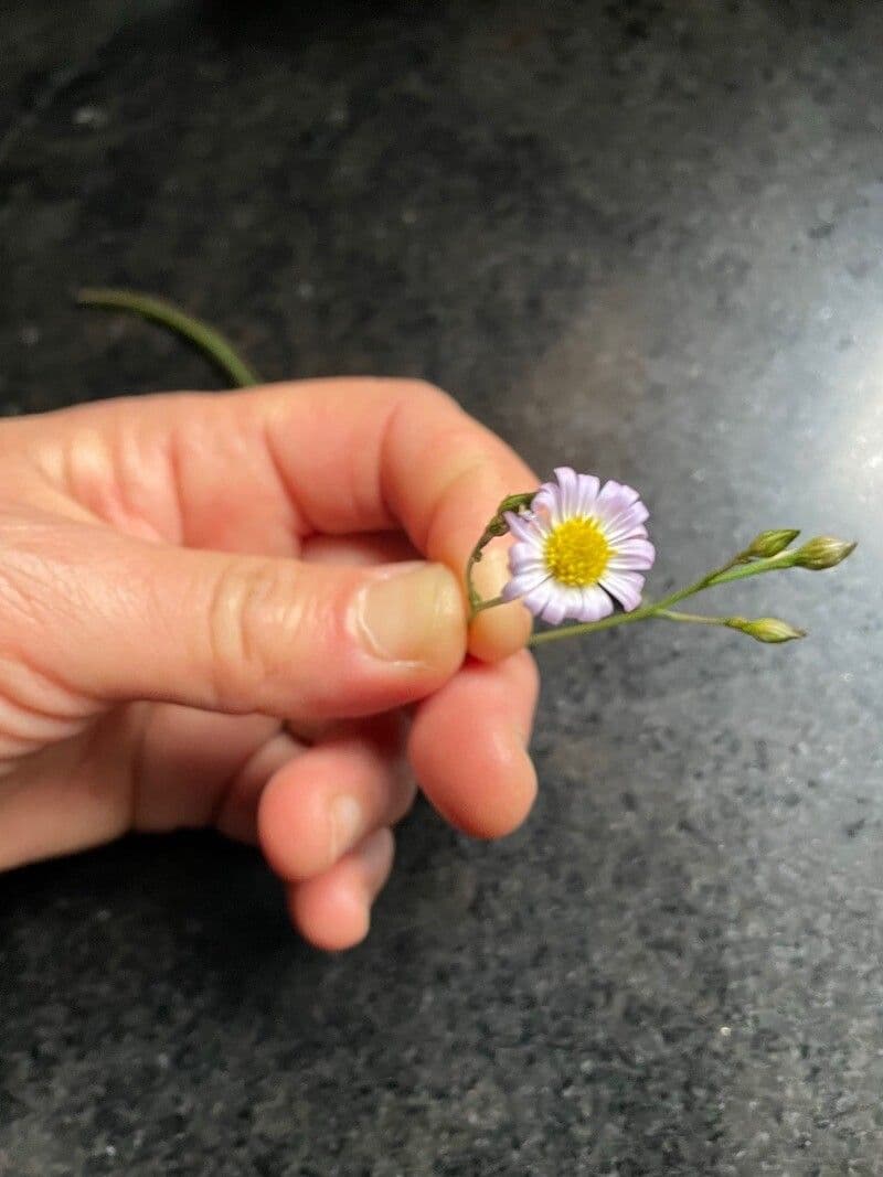 Erigeron 10