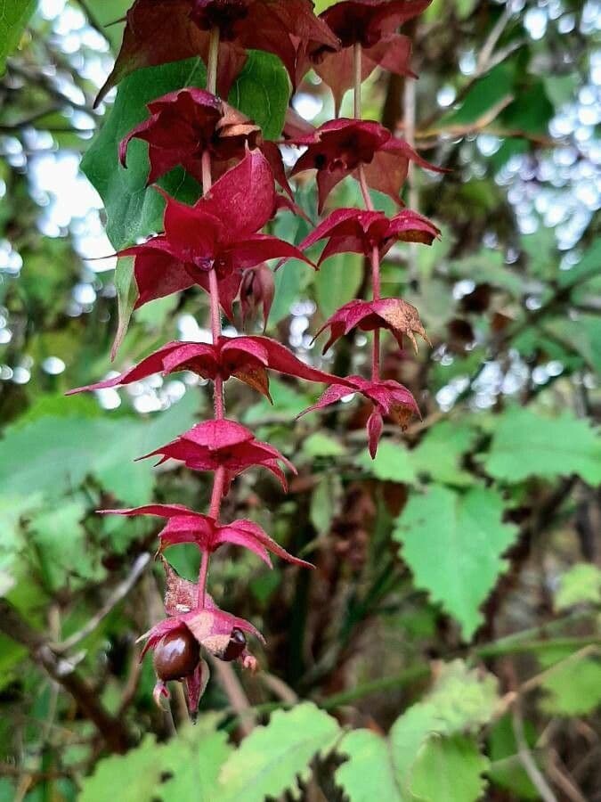 Leycesteria 9