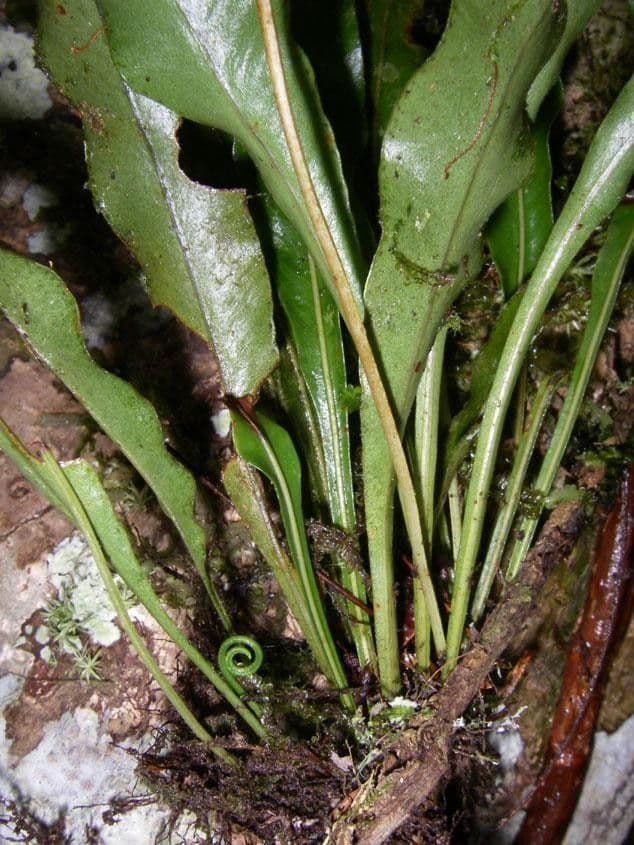 Elaphoglossum 2