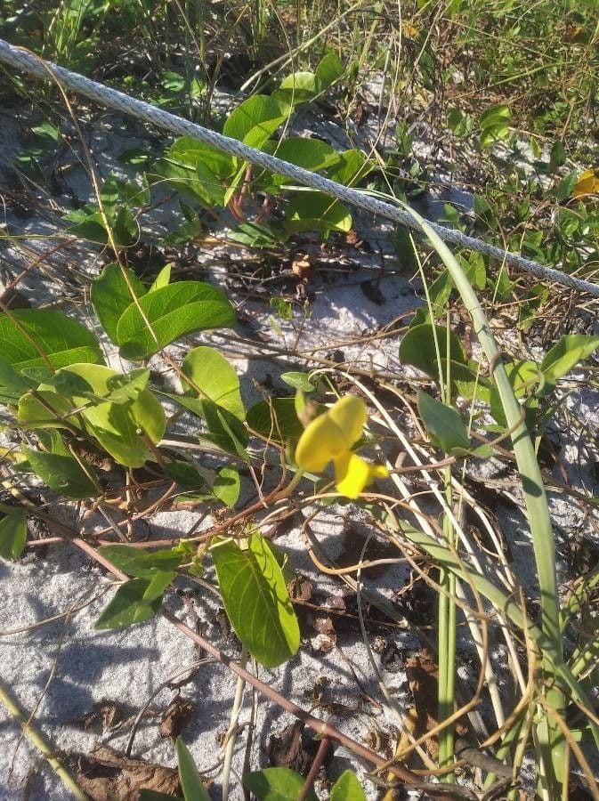 Vigna 5