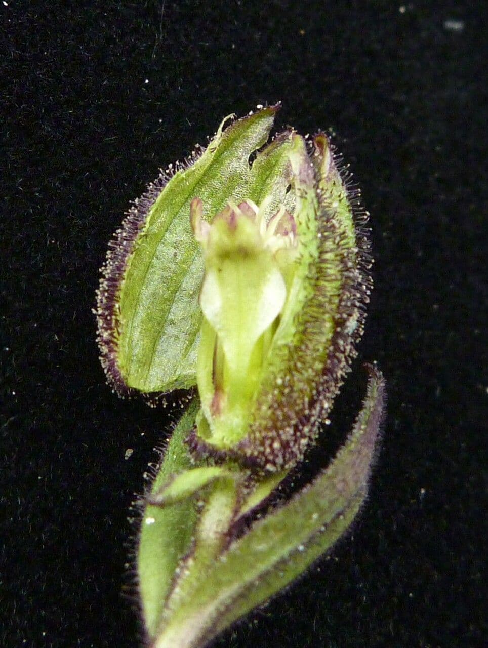 Silene 2