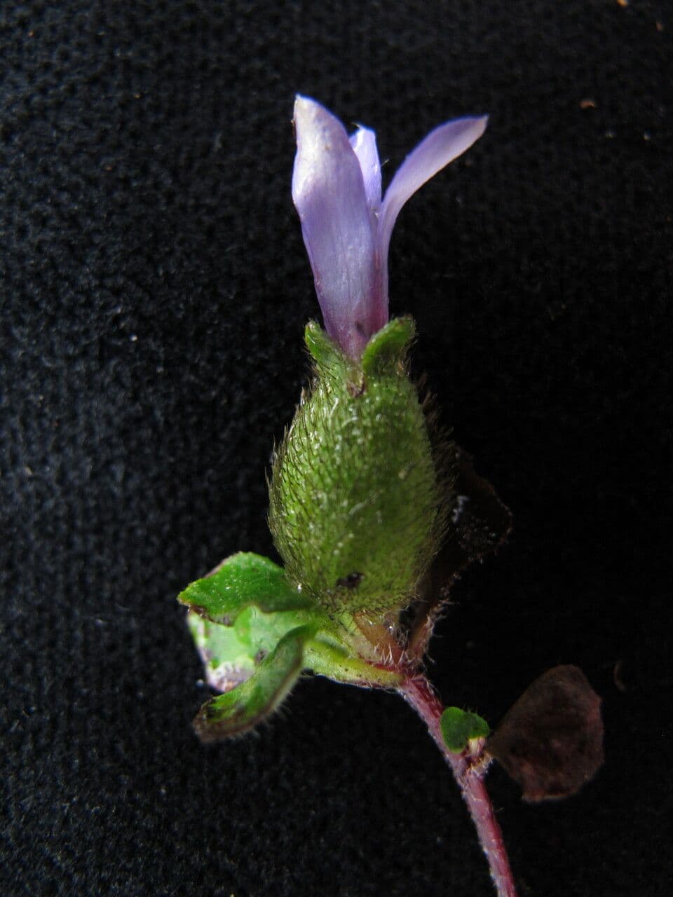 Cyananthus 3