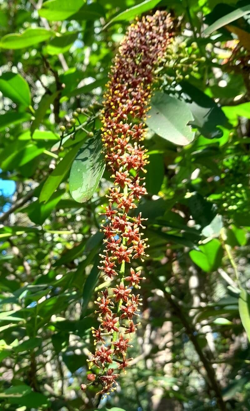 Pilocarpus pernatý 10