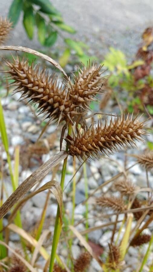 Igel-Segge 9