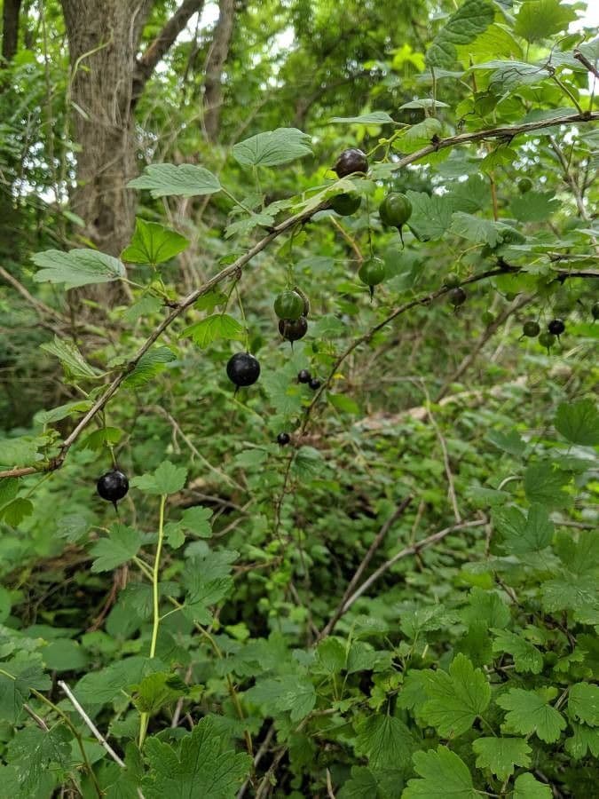 Ribes divaricato 3