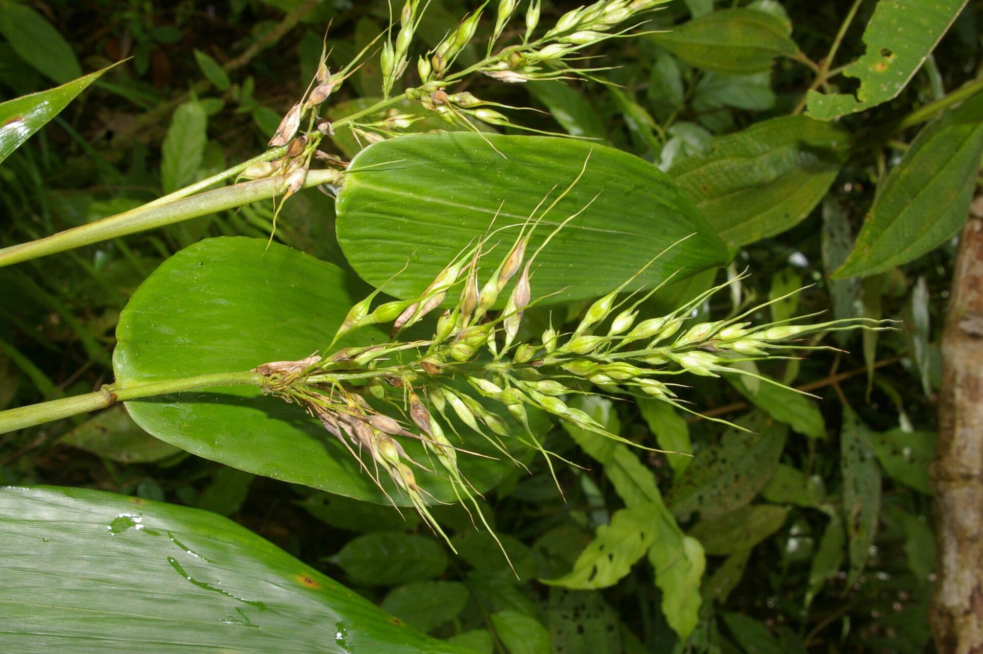 Olyra latifolia 6
