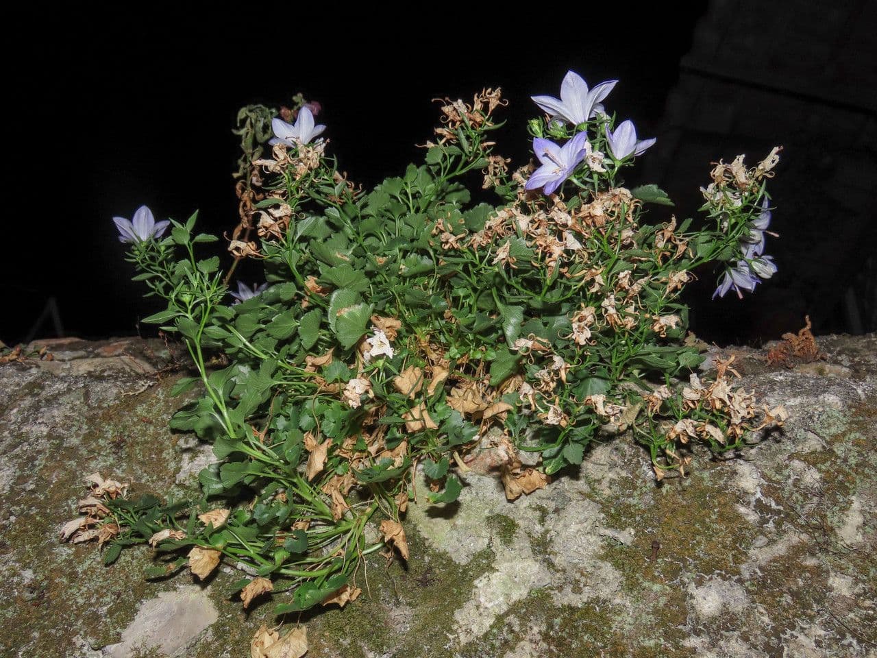 Campanula 9