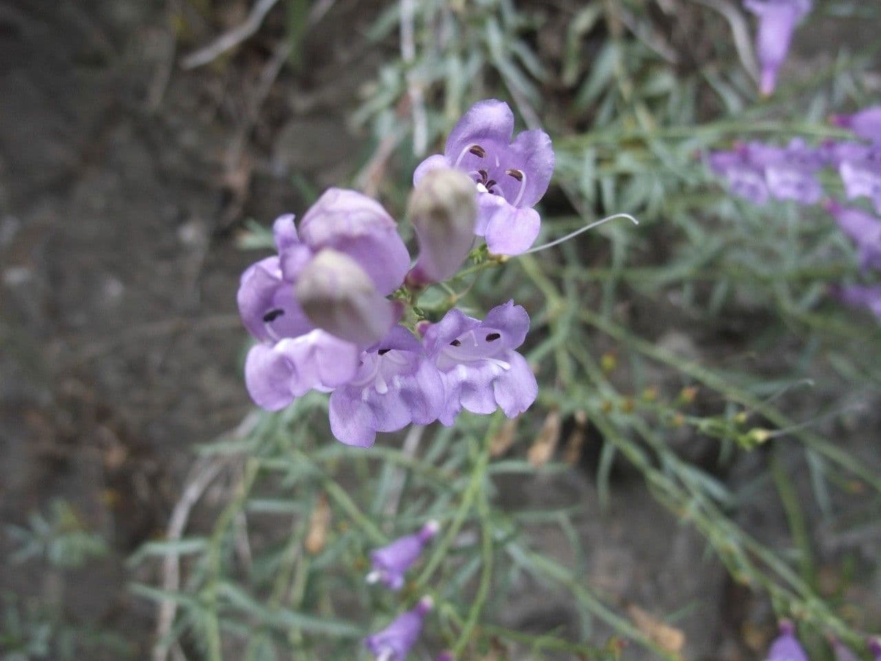 Penstemon 3